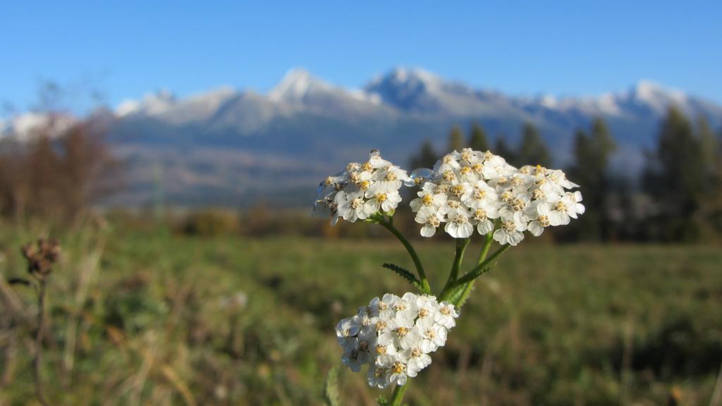 Chalupa Strba Štrba Quarto foto